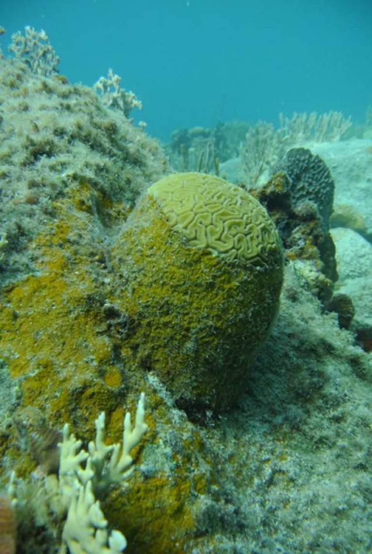 Alga gobbling up a live coral in Caribbean reefs