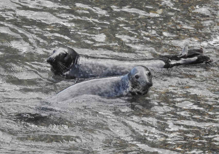 File image of seals which are a common sight around Irish shores