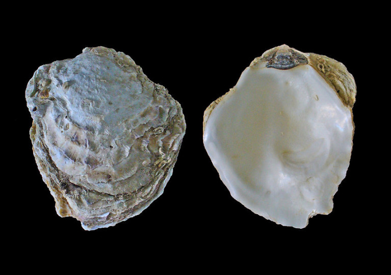 The European flat oyster Ostrea edulis was last recorded in Belfast Lough in the Victorian era