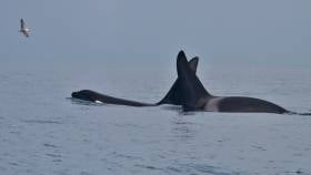 The two killer whales spotted by the IWDG’s Nick Massett in Dingle Bay on Monday 5 March