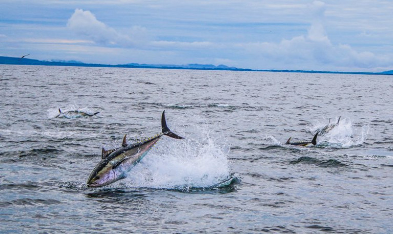 Bluefin tuna in Donegal Bay