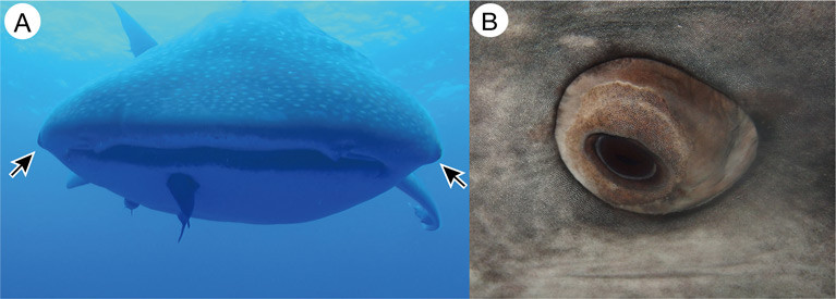 Eyes of the whale shark. A. Anterior view of the whale shark, showing the locations of the eye (arrows). Note that whale shark eye is well projected from the orbit. Photo was taken in the sea near Saint Helena Island. B. Close-up view of the left eye of a captive whale shark