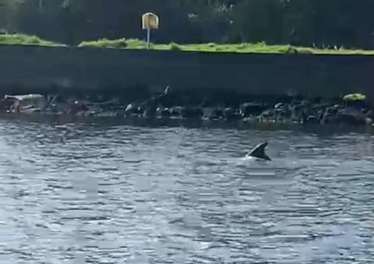 The fin of what’s believed to be a bottlenose dolphin spotted west of Drogheda town centre on Thursday morning 22 April
