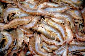 Marine Minister Launches New Scheme To Reduce Juvenile Fish Discards