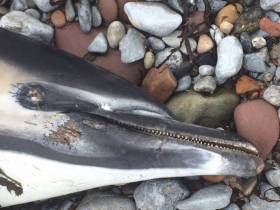 This dolphin was found on the beach at Fenit, Co Kerry this past Wednesday