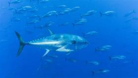 Irish Anglers to Participate in Data Gathering for Bluefin Tuna