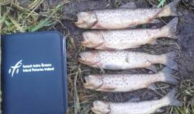 An immediate inspection revealed large numbers of dead fish in the river over almost one kilometre downstream