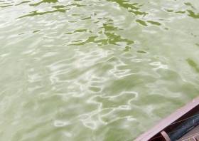 Cyanobacteria, which is lethal to dogs, has turned the waters of Lough Leane a soupy pea-green colour