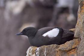 Black guillemots near Rathlin Island now have their own protected zone, the first of its kind in the UK