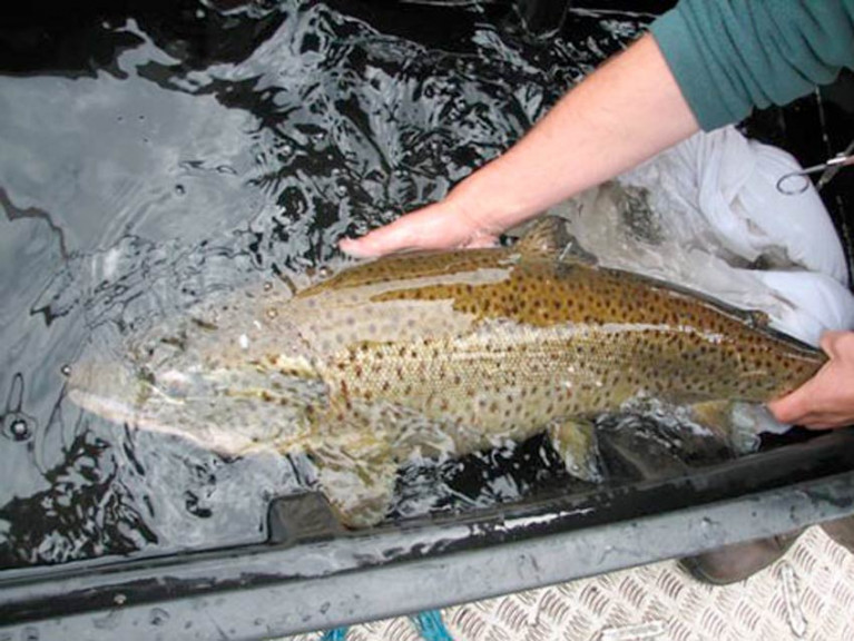 A ferox trout being placed in a recovery tank after tagging