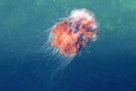 More Than 150 Lion’s Mane Jellyfish Recorded Along West Coast This Summer