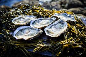 Galway Hosts Shellfish Safety Conference This May