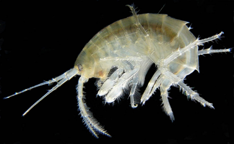 The freshwater amphipod, Gammarus duebeni, is able to fragment microplastics