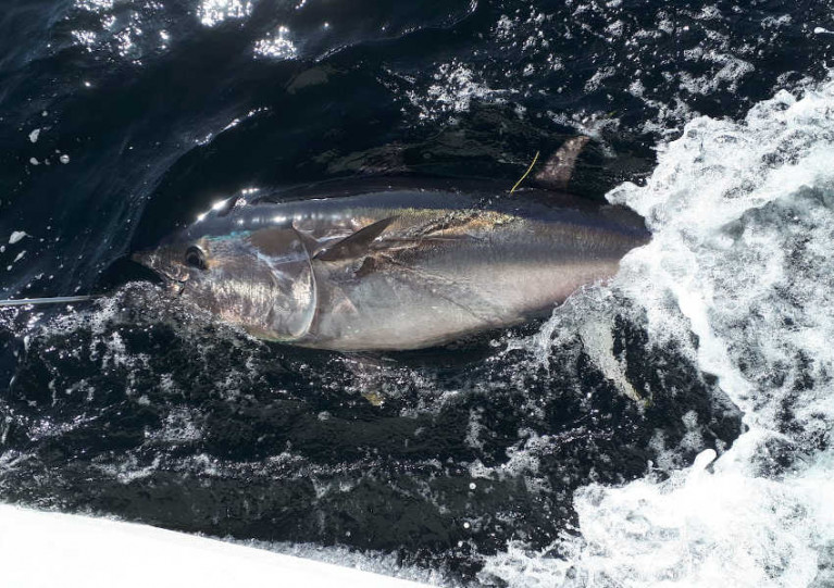 Tagged bluefin tuna in Donegal Bay during the first pilot programme in 2019