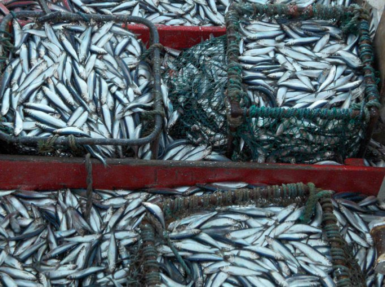 Irish Industry Organisations Question Methodology for &#039;Overfishing&#039; Report