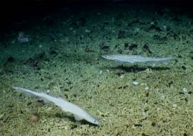 A still from video captured of the shark nursery during the SeaRover survey