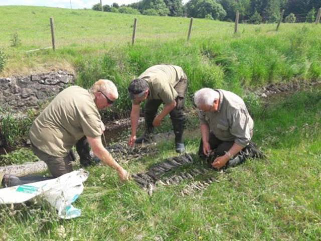 Inland Fisheries Officers assess the fish kill death toll in Claremorris