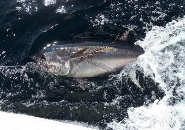 Tagged bluefin tuna in Donegal Bay in 2019 
