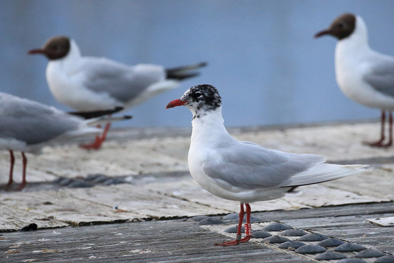Long distance traveller - the Mediterranean gull in Bangor Marina