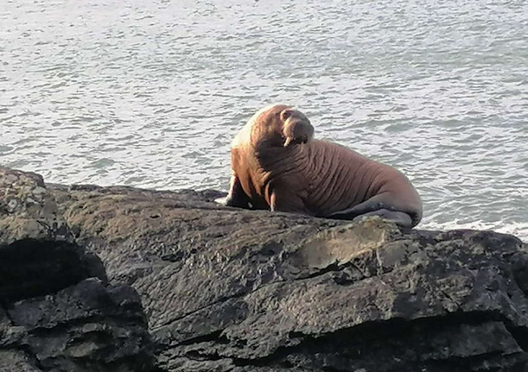 The exhausted Arctic walrus sighted at Valentia Island on Sunday 14 March