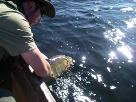 A Roach/Bream hybrid is released during the Lough Ree survey in spring 2014