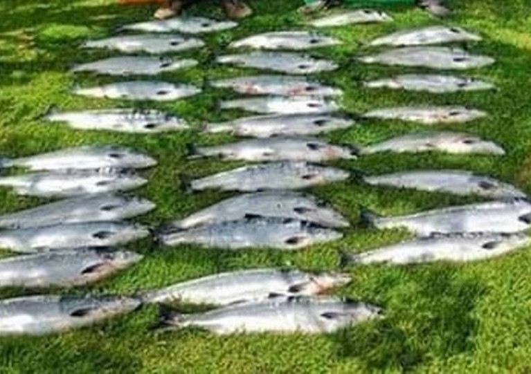 Some of the illegally caught salmon seized in the IFI operation off the Cork coast on Monday 13 July